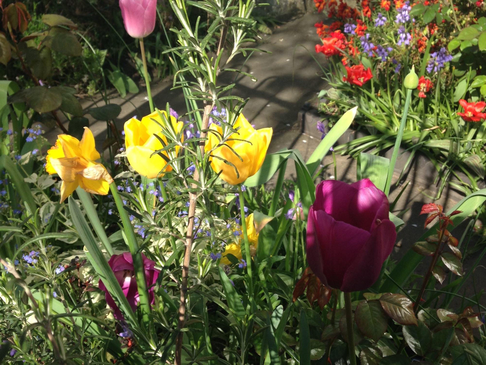 multi coloured flowers